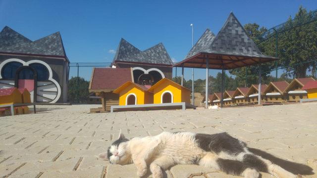 Konya da 1 milyon metrekarelik alana modern hayvan barınağı 4