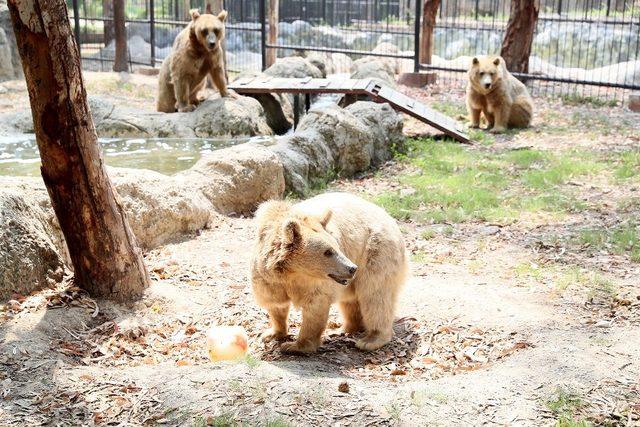 Hayvanları Koruma Günü’nde, Tarsus Hayvan Parkı’na girişler ücretsiz