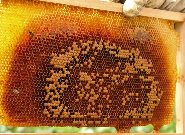 Anzer balında 1,5 ton rekolte 4