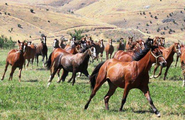 Milyonluk taylar Veliefendi’de görücüye çıkıyor