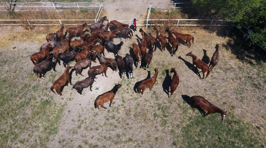 Milyonluk taylar Veliefendi’de görücüye çıkıyor