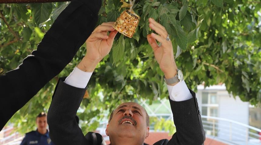 Ağa&ccedil; dallarına kuş yemi astılar