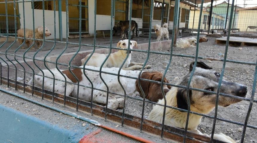 Tarsus Belediyesi, eyl&uuml;l ayında 476 sokak hayvanını tedavi etti