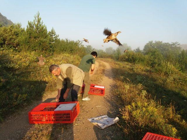 Karabük’te Kınalı Keklikler doğayla buluştu