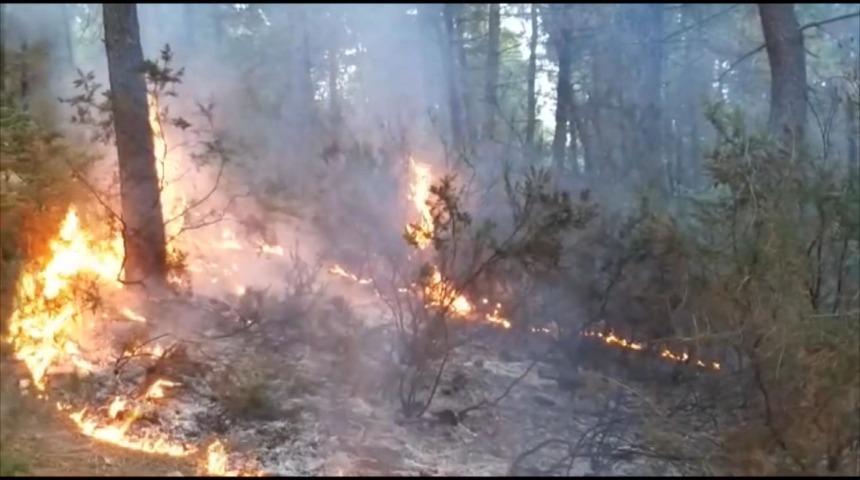 Sultanbeyli'de orman yangını