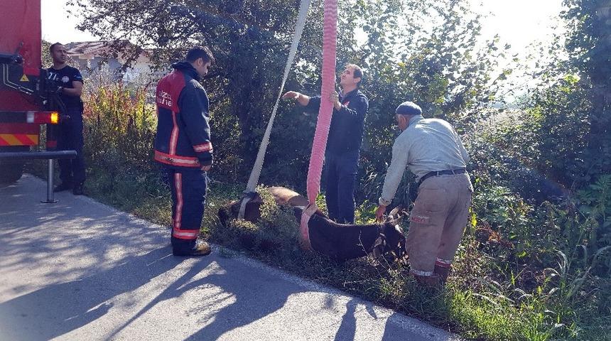 Otları g&ouml;ren inek kanalı ge&ccedil;emedi