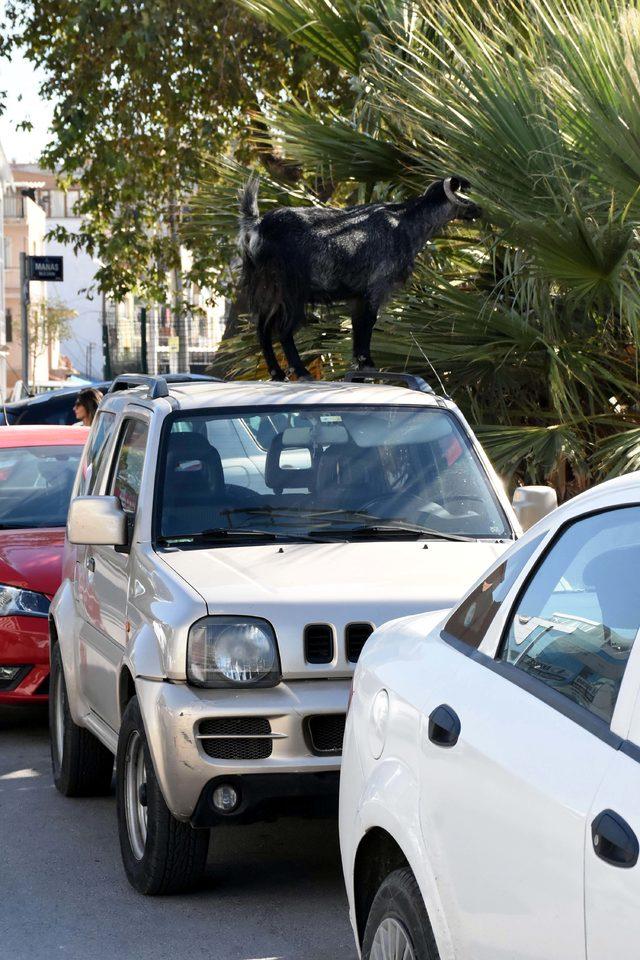 Araçların üzerinden beslenen keçiler dikkat çekti