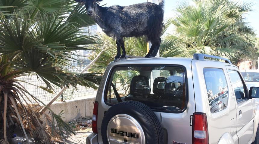 Ara&ccedil;ların &uuml;zerinden beslenen ke&ccedil;iler dikkat &ccedil;ekti