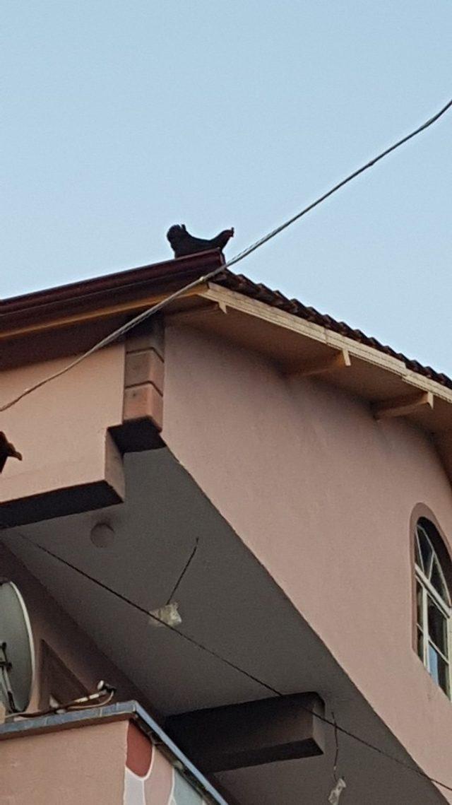 3 katlı evin çatısına çıkan tavuk kuş gibi uçarak yere indi