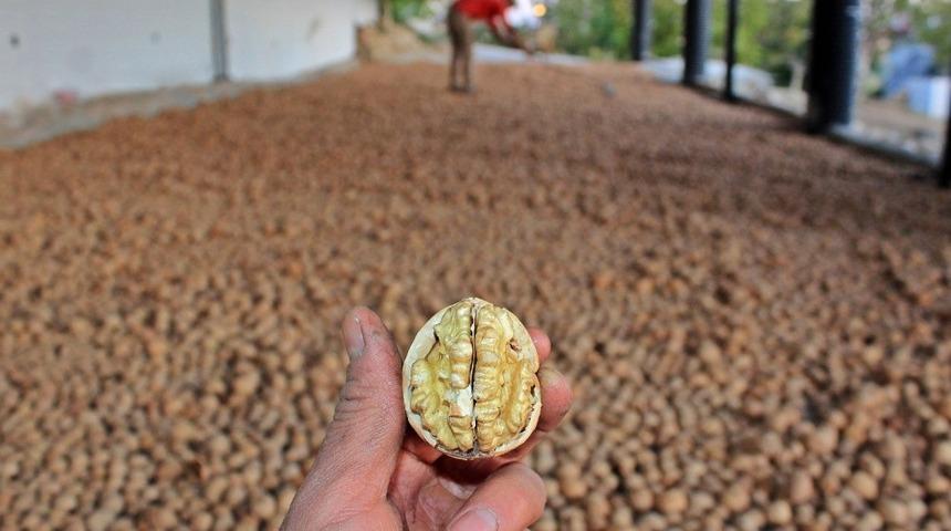 Ceviz Festivali hazırlıkları tamamlandı