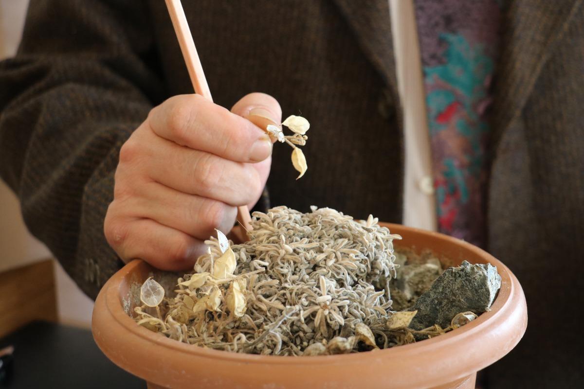 D&uuml;nyada sadece Sivas ve Erzincan'da yetişiyor: Gezertere bitkisi