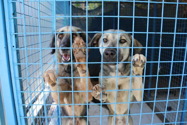 Yazlıkçılar her yıl onlarca köpeği sokağa bırakıyor