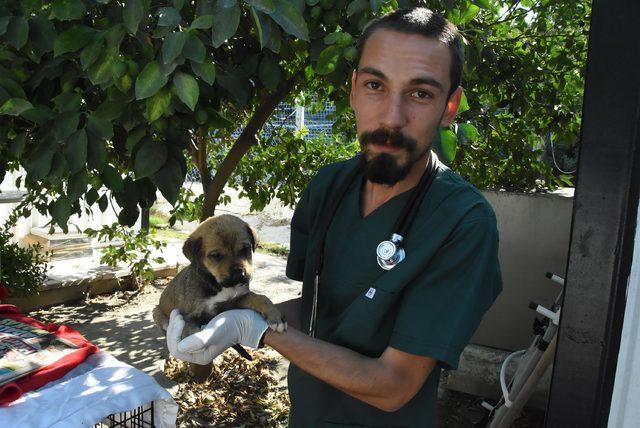 Yazlıkçılar her yıl onlarca köpeği sokağa bırakıyor