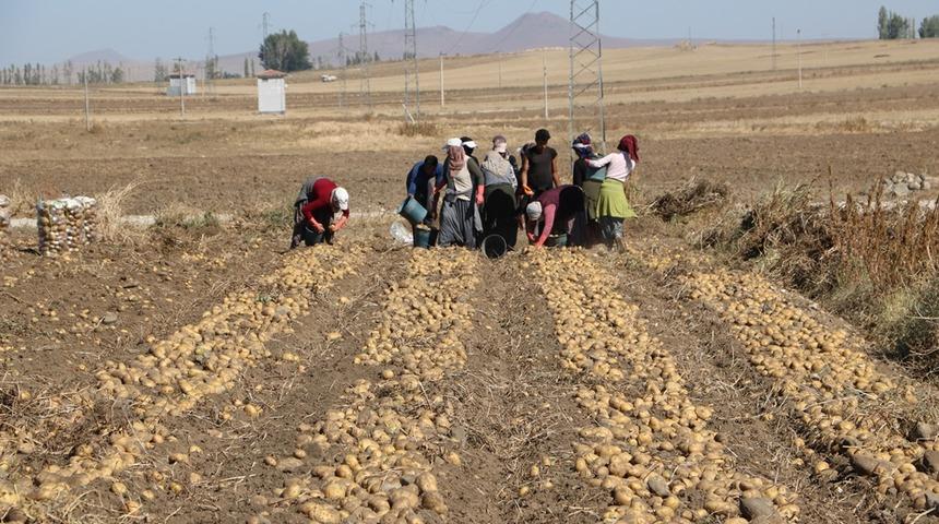 Patates &uuml;reticisi tanzim satışı istiyor
