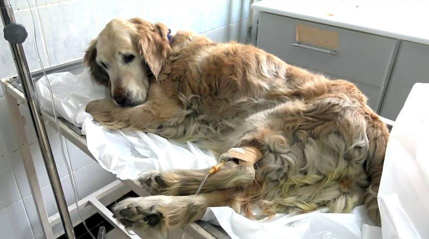 Yılda 50 bin hayvanın tedavi edildiği hastane de kapatıldı