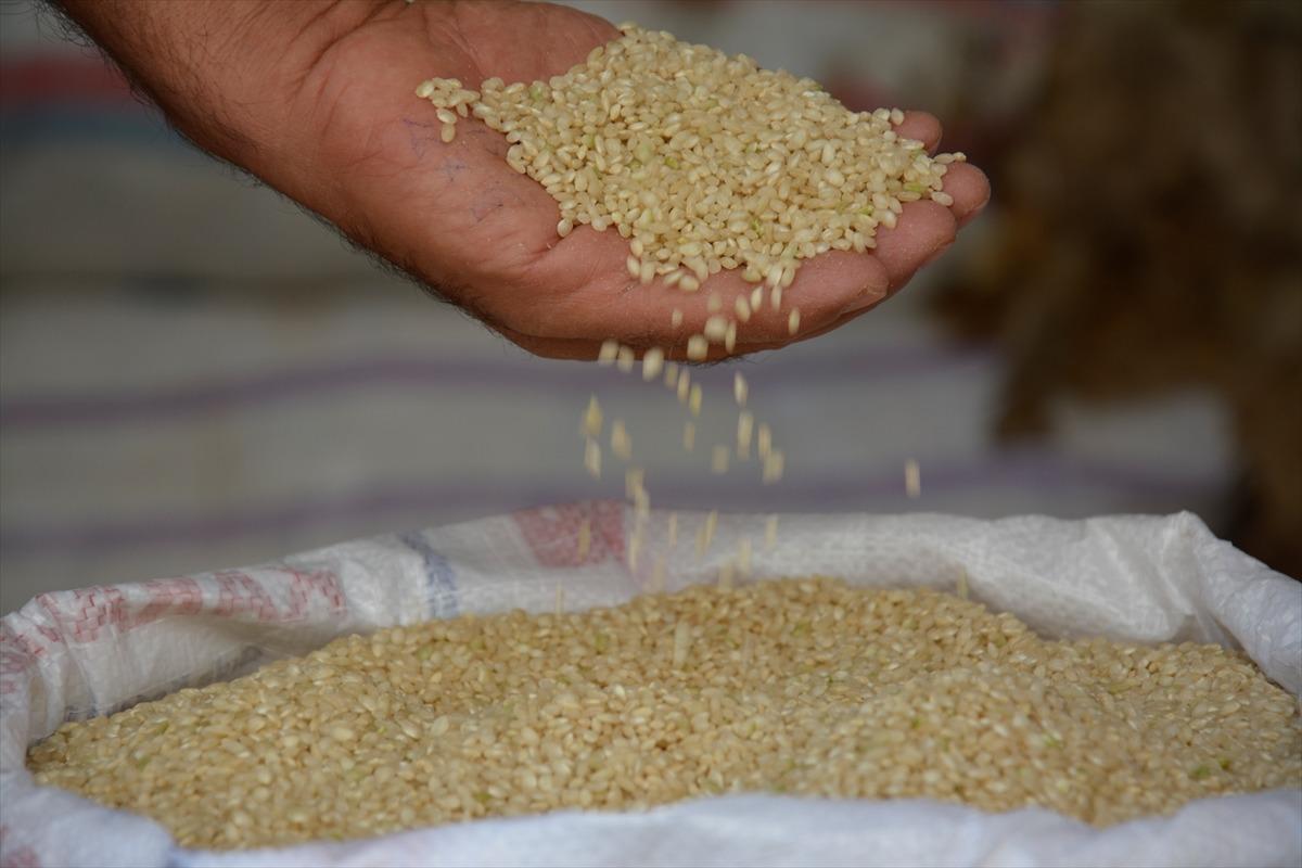 Karacadağ pirincinin tarladan sofraya yolculuğu