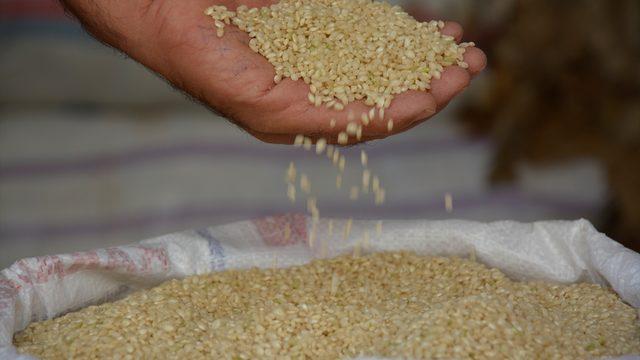 Karacadağ pirincinin tarladan sofraya yolculuğu
