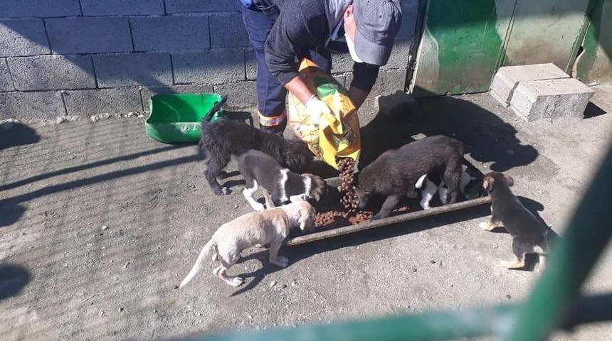 &Ouml;ğrencilerden &ouml;rnek davranış, har&ccedil;lıkları ile barınaktaki hayvanları beslediler