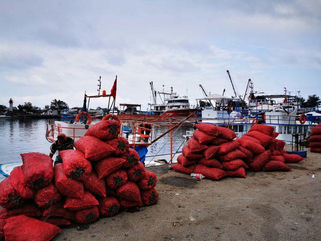 Karadenizli balıkçılar deniz salyangozuna yöneldi