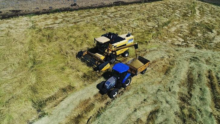 Karacadağ pirincinin tarladan sofraya yolculuğu G1