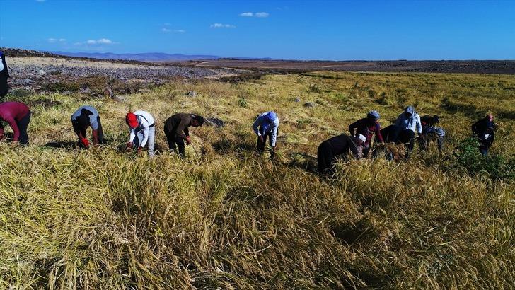 Karacadağ pirincinin tarladan sofraya yolculuğu G3