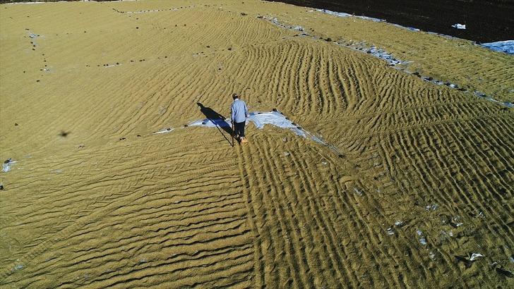 Karacadağ pirincinin tarladan sofraya yolculuğu G5