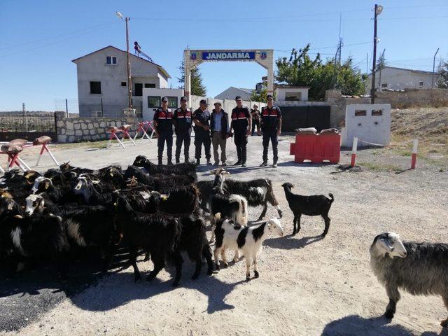 Çalınan küçükbaş hayvanlar jandarma ekiplerince bulundu