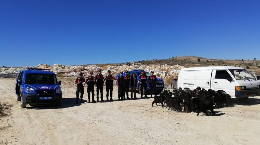 &Ccedil;alınan k&uuml;&ccedil;&uuml;kbaş hayvanlar jandarma ekiplerince bulundu