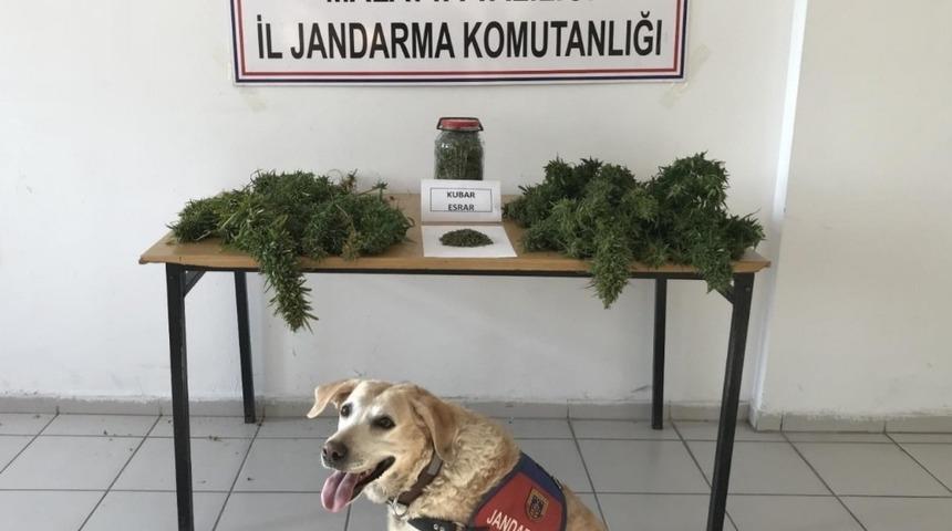 Esrar ve kenevir ele ge&ccedil;irildi