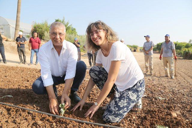 Mezitli’de kadınlar enginar üretimine başladı