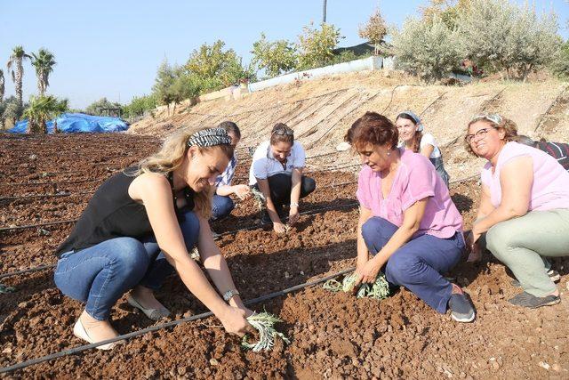 Mezitli’de kadınlar enginar üretimine başladı