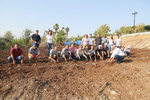 Mezitli’de kadınlar enginar üretimine başladı