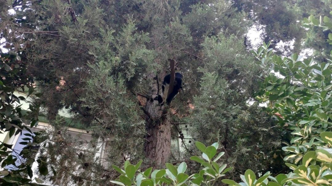 K&ouml;pekten korkan kediyi itfaiye erleri ağa&ccedil;tan indirdi