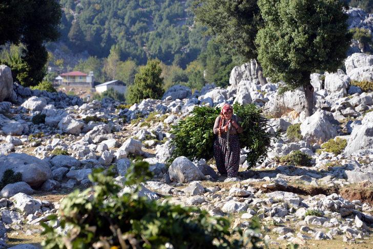 Sırtlarında 4 kilometre taşıdıkları defneler, ABD'ye ihraç ediliyor G1