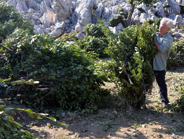 Sırtlarında 4 kilometre taşıdıkları defneler, ABD'ye ihraç ediliyor