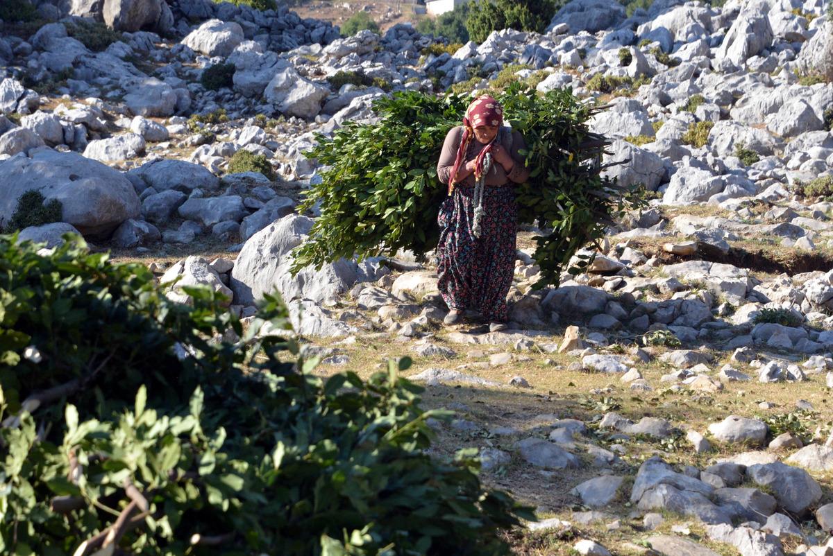 Sırtlarında 4 kilometre taşıdıkları defneler, ABD'ye ihra&ccedil; ediliyor