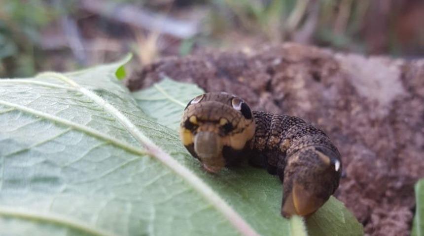 T&uuml;rkiye&rsquo;de nadir g&ouml;r&uuml;len fil şahin g&uuml;vesi larvası Bilecik&rsquo;te g&ouml;r&uuml;nt&uuml;lendi
