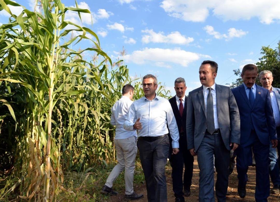 Bilecik&rsquo;te mısır &ccedil;eşitlerinin hasadı yapıldı