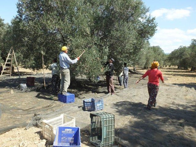 Burhaniye’de zeytin işçilerinin yevmiyeleri belirlendi