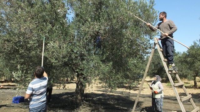 Burhaniye’de zeytin işçilerinin yevmiyeleri belirlendi