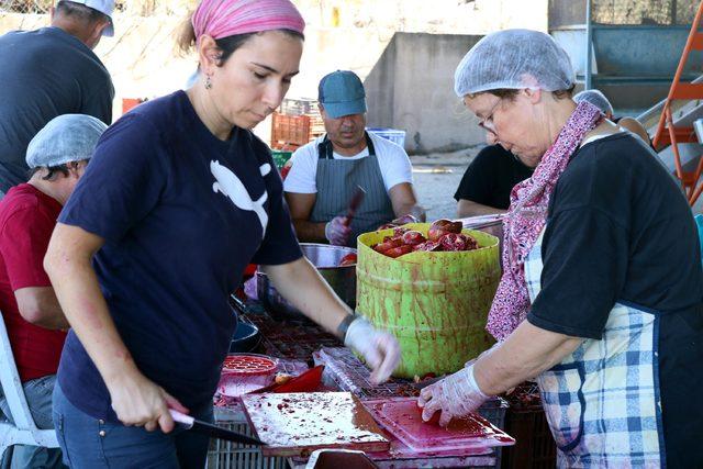 Foçalı kadınlar narlı türküler eşliğinde nar ekşisi üretiyor