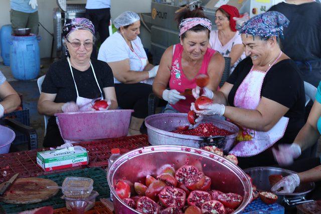 Foçalı kadınlar narlı türküler eşliğinde nar ekşisi üretiyor