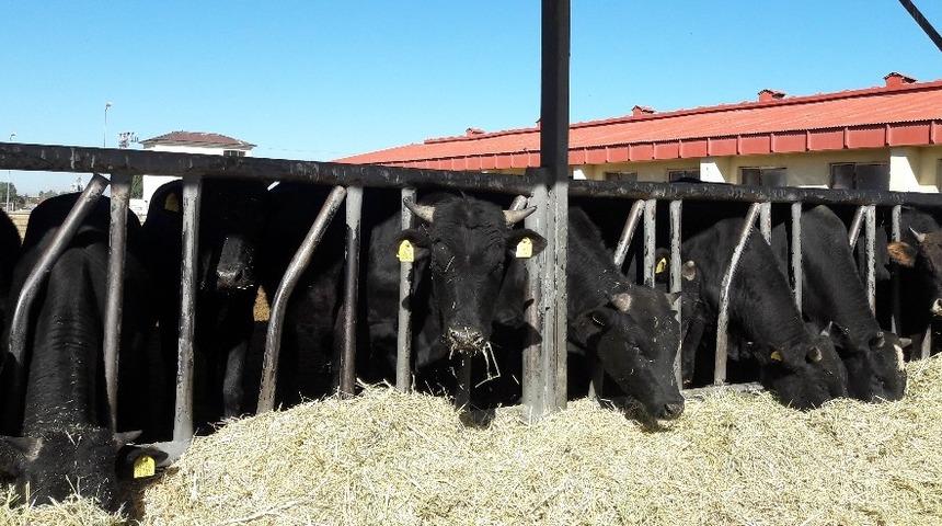 Doğu Anadolu Tarımsal Araştırma Enstitüsü’nden hayvan satışı
