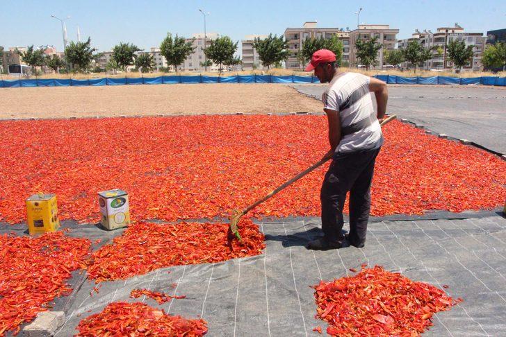 Ekmeklerini acıdan çıkarıyorlar: İsot nedir? İsot nasıl yapılır? G2