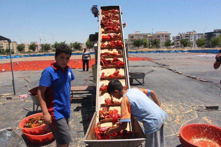 Ekmeklerini acıdan çıkarıyorlar: İsot nedir? İsot nasıl yapılır? G3