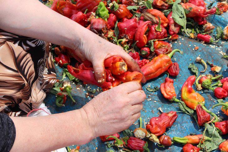 Ekmeklerini acıdan çıkarıyorlar: İsot nedir? İsot nasıl yapılır? G4