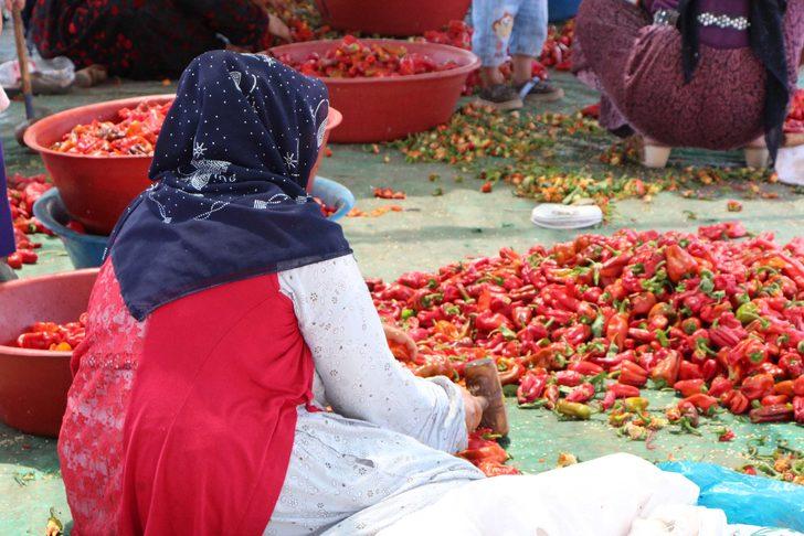 Ekmeklerini acıdan çıkarıyorlar: İsot nedir? İsot nasıl yapılır? G5
