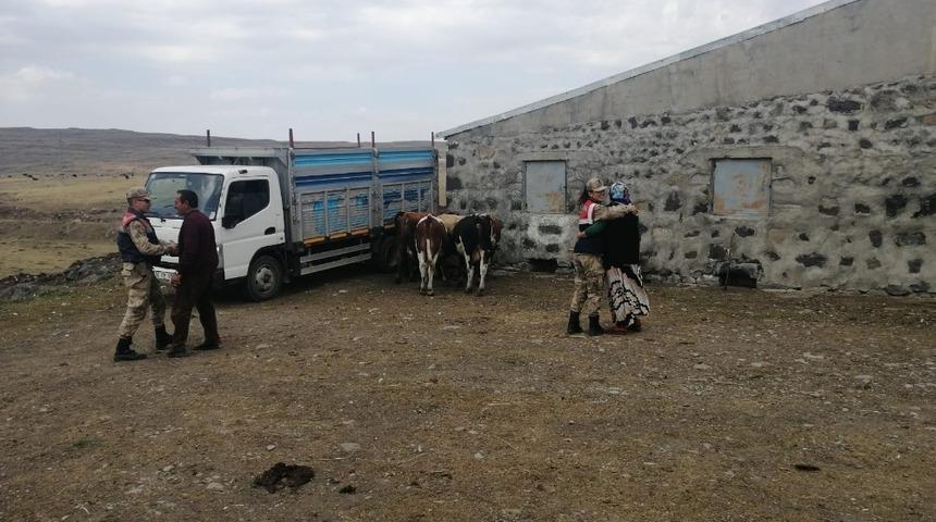 Arpa&ccedil;ay&rsquo;da kaybolan hayvanlar bulundu