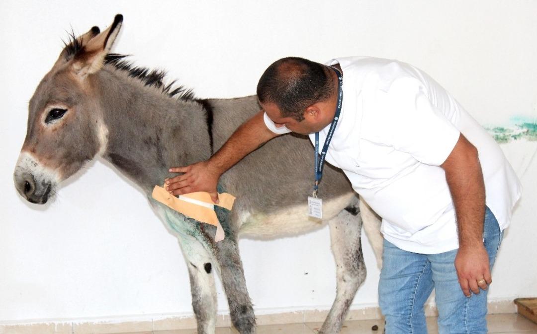 T&uuml;fekle vurulan eşek bakım evinin maskotu olacak