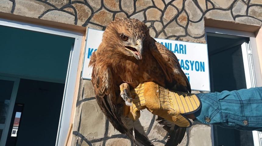 Yaralı Kızıl Şahin ve Kerkenez tedavi altına alındı